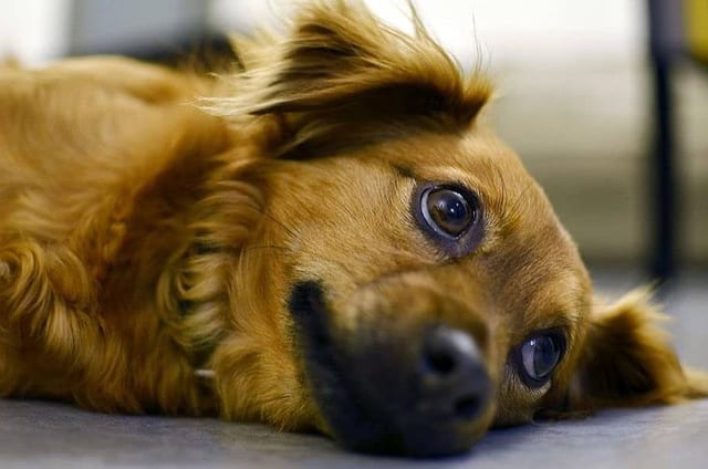 WHY POLISHED CONCRETE FLOORS ARE ONE OF THE MOST PET-FRIENDLY RESIDENTIAL FLOORING INSTALLS WHY POLISHED CONCRETE FLOORS ARE ONE OF THE MOST PET-FRIENDLY RESIDENTIAL FLOORING INSTALLS