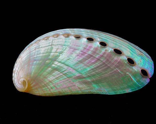 Shell Shell